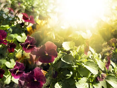 Pansies Flowers Over Bright Sunny Backgroundの写真素材