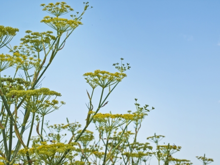 Green Fennel Over Blue Skyの写真素材