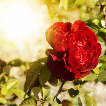 Red Rose Flower Over Sunny Bright Backgroundの写真素材