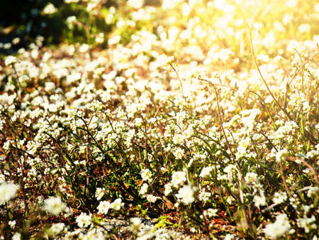 Photo of Spring Flowers Over Green Grass の写真素材