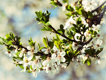 Photo of Tree Spring Blossom Flower Background 