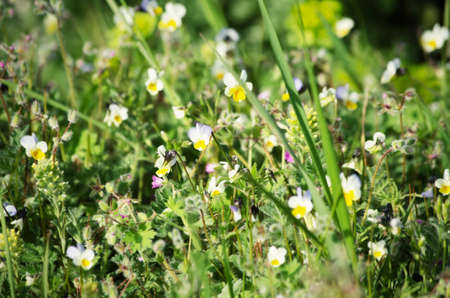 Photo of the Spring Flower Background in Grass