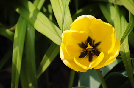 Photo of the Single Yellow Tulipの写真素材