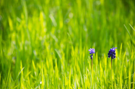 Vitality Spring Green Grass Backgroundの写真素材