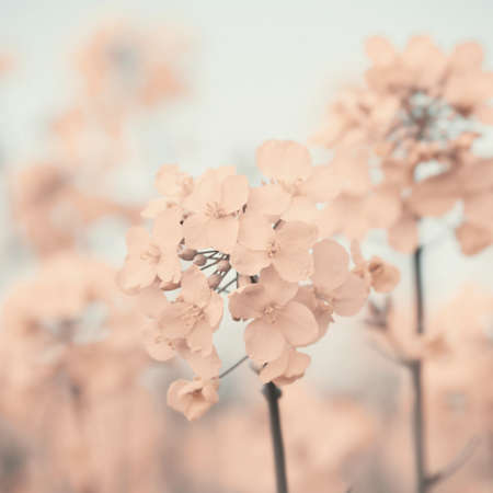 Tenderness Floral Spring Mood Background in Pastel Coloursの写真素材