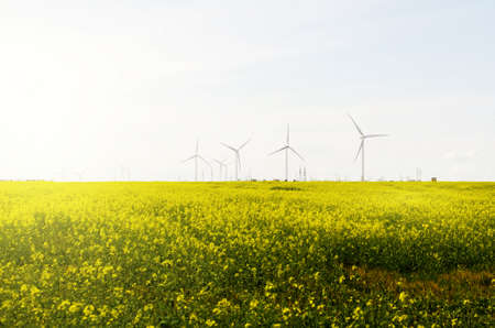 Spring Colza Field Landscape With Windmillsの写真素材