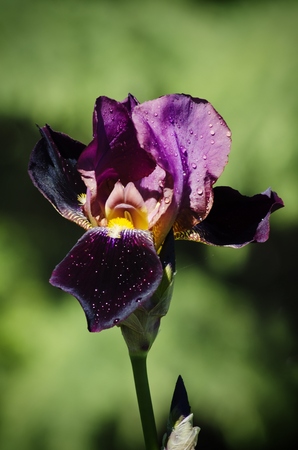 Photo of Iris Flower in Springtimeの写真素材