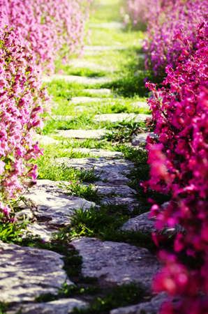 Photo of Path over Spring or Summer Flowerの写真素材