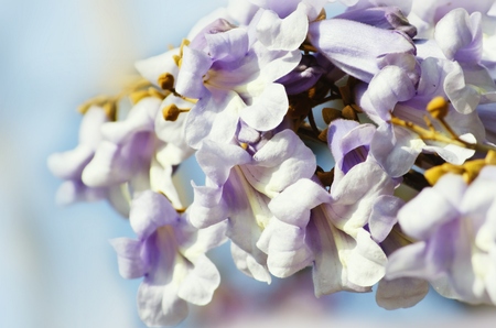 Spring Paulownia Flower Blossom Over Light Backgroundの写真素材