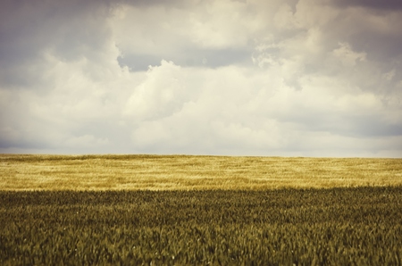 Photo of Wheat Field Landscape の写真素材