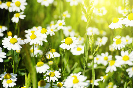 Photo of White Daisies Over Sun の写真素材