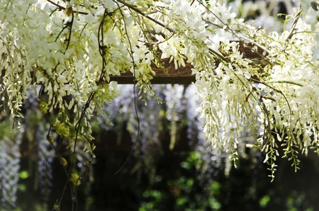 Spring Wistaria Flower Blossom in Natureの写真素材