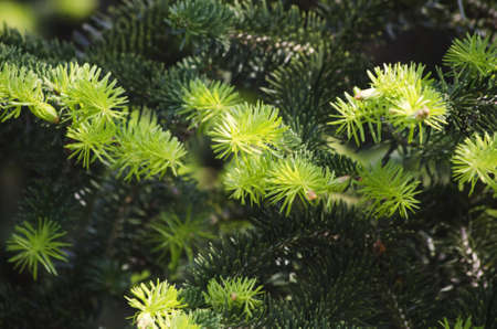 Photo of Green Pine Tree の写真素材