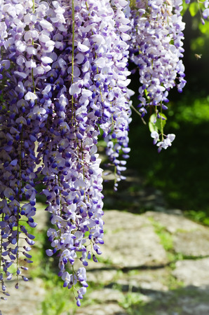 Spring Wistaria Flower Blossom in Natureの写真素材
