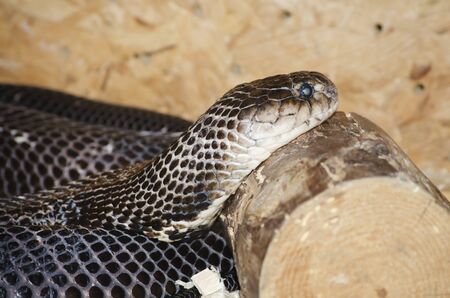 Photo of the Ringhals (South African Spitting Cobra)