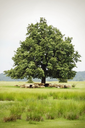 Single Oak With Sheeps in Rural Landscapeの写真素材