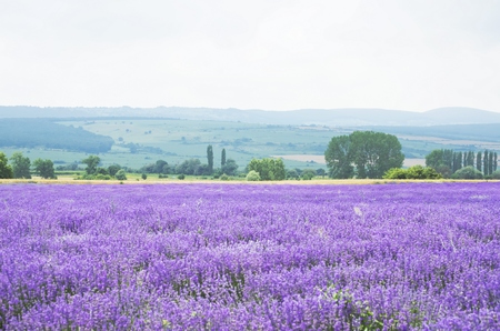 Photo of the Purple Lavender Blossom Fieldの写真素材