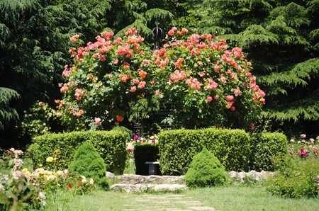 Photo of the Rose Flower Gardening and Landscapingの写真素材