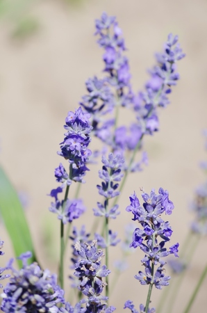 Lavender Blossom Flower in Summer Timeの写真素材