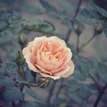 Photo of the Rose Flower in Spring Timeの写真素材