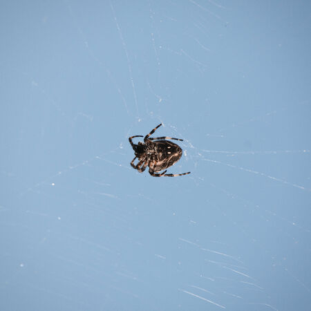 Single Spider Over Blue Sky