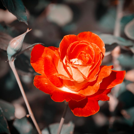 Photo of  Rose Flower Over Natural Backgroundの写真素材