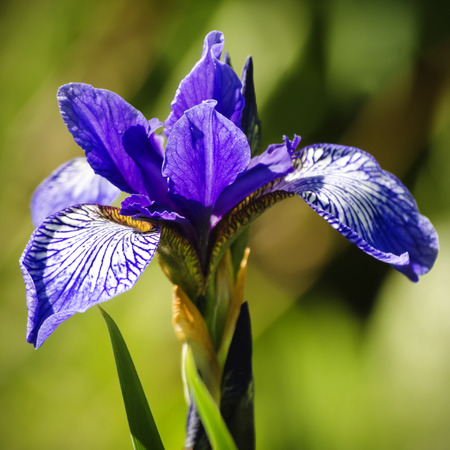Photo of Spring Bright Iris Flower