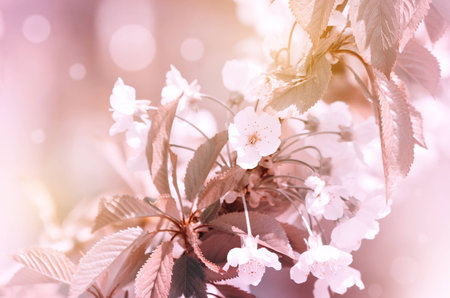 Photo of Tree Spring Blossom Flower Background の写真素材