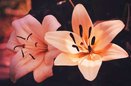 Pink Lily Flowersの写真素材