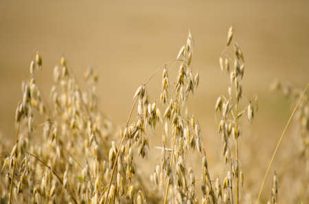 Harvesting Oat Field Backgroundの写真素材