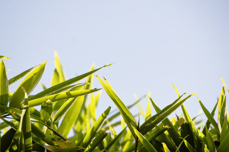Green Leaves Natural Bamboo Frame Over Blue Sky Copyspaceの写真素材