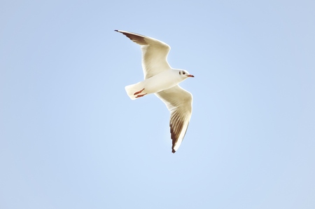 Single Flying Seagull in Blue Sky, Summertime
