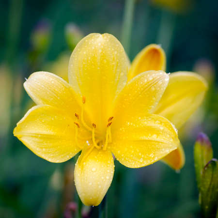 Yellow Lily Flower Over Green Natural Backgroundの写真素材