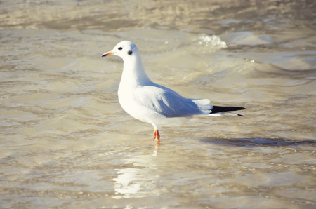 Single Seagull in Sea Water Summertimeの写真素材