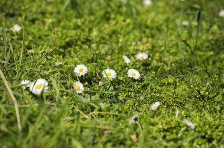 Spring White Daisies Over Green Meadowの写真素材