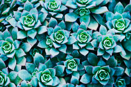 Abstract Foral Background Without Flowersの写真素材