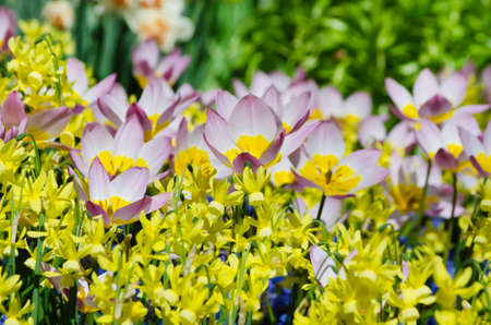 Bright Flower Backgroundの写真素材