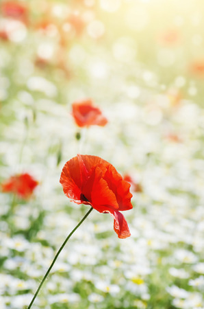 Red Poppies Field in Summertimeの写真素材