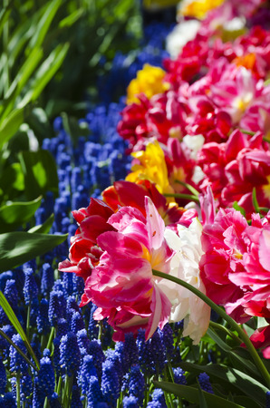 Bright Flower Backgroundの写真素材