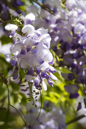 Spring Wistaria Flower Blossom in Natureの写真素材