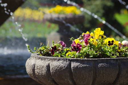 Pansy Flowers in Street Pot Over Fontainの写真素材
