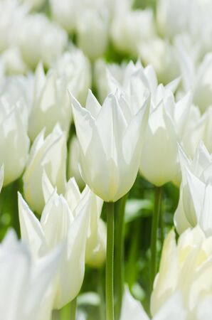 Bright Flower Backgroundの写真素材