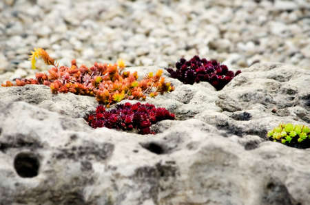 Autumn Stone Gardening With Different Color Plantsの写真素材