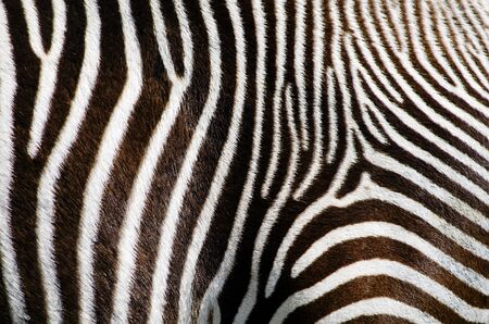 Photo of the Zebra Fur Backgroundの写真素材