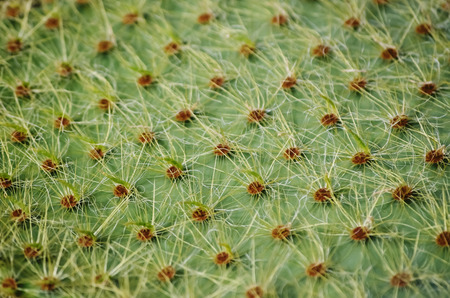 Photo of Green Cactus Plant Background