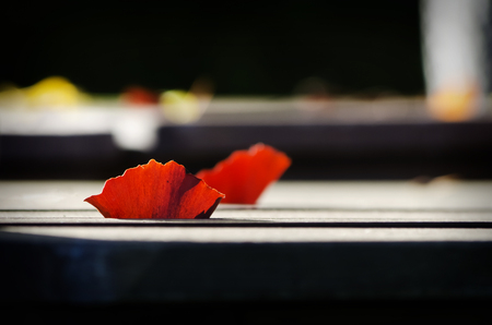 Autumn: Red Ginko Leaf in Wooden Bench