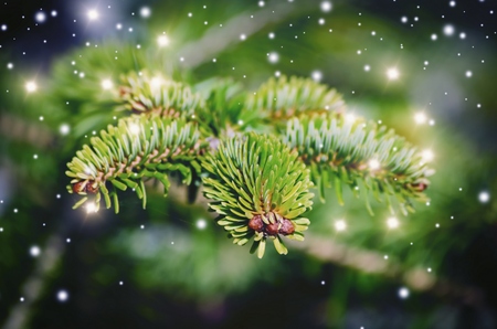 Christmas Tree Holiday Snow and Light Background