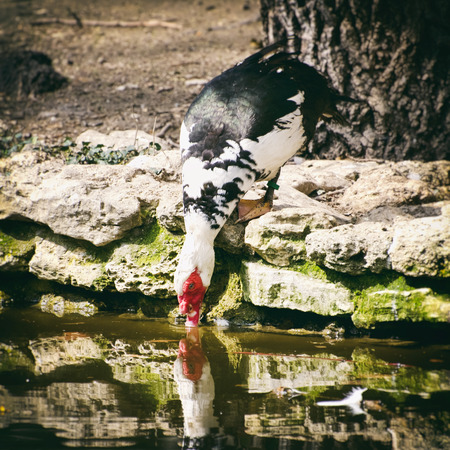 Single Duck Drinking Waterの写真素材