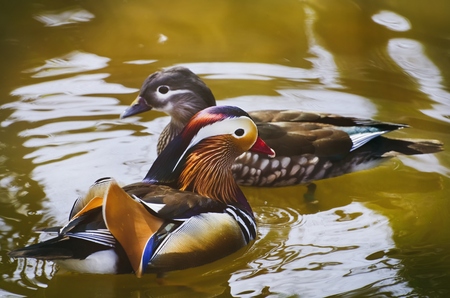 Pair of Mandarin Duck at Waterの写真素材
