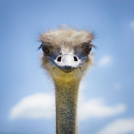 Ostrich Bird in Sunny Day Over Blue Skyの写真素材